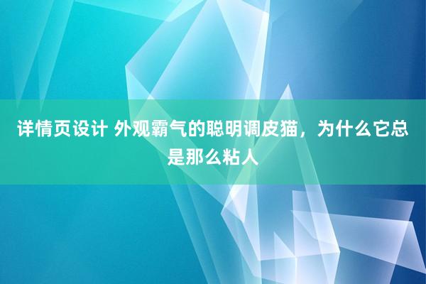 详情页设计 外观霸气的聪明调皮猫，为什么它总是那么粘人